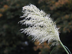 Blowing in the wind