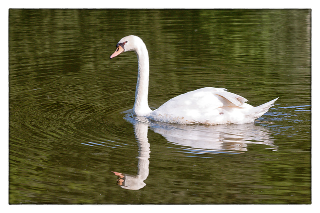 Schwan Vogelwoog Spiegelbild