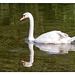 Schwan Vogelwoog Spiegelbild