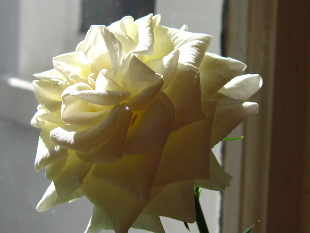The white rose is starting to grow softer