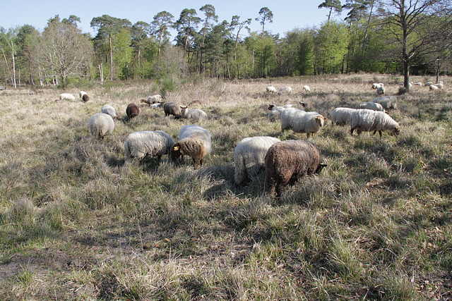 Transhumance du 5 mai 2016