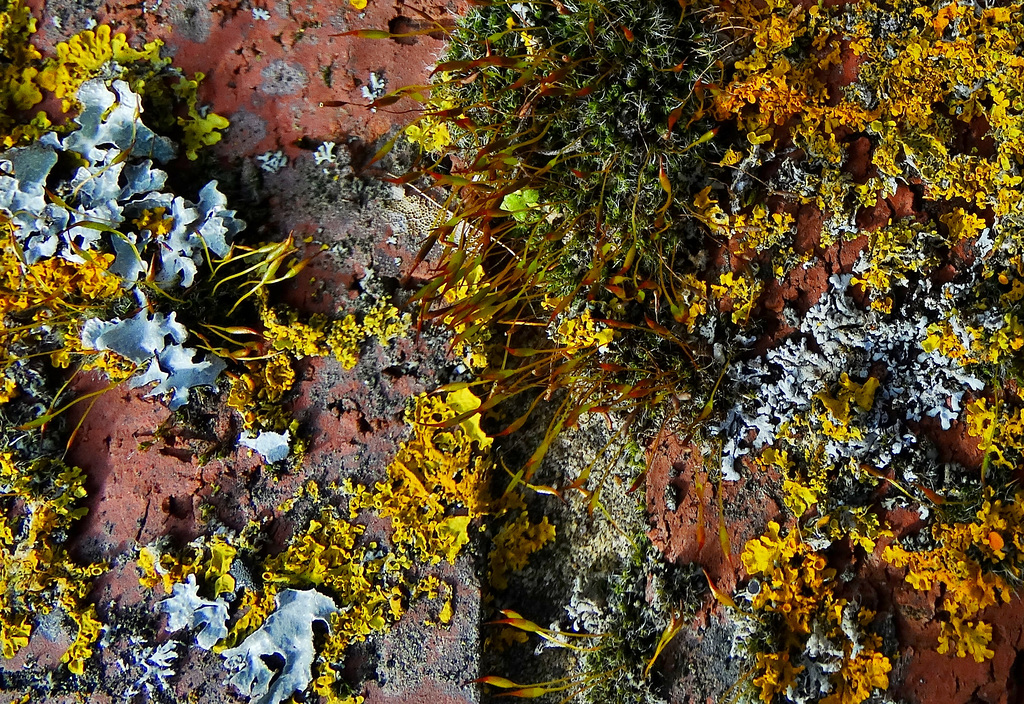 The Little World Of Moss And Lichen
