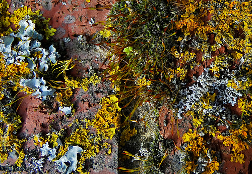 The Little World Of Moss And Lichen