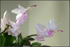 Schlumbergera blanc rosé