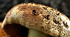 A Touch Of Fungal Texture! 1