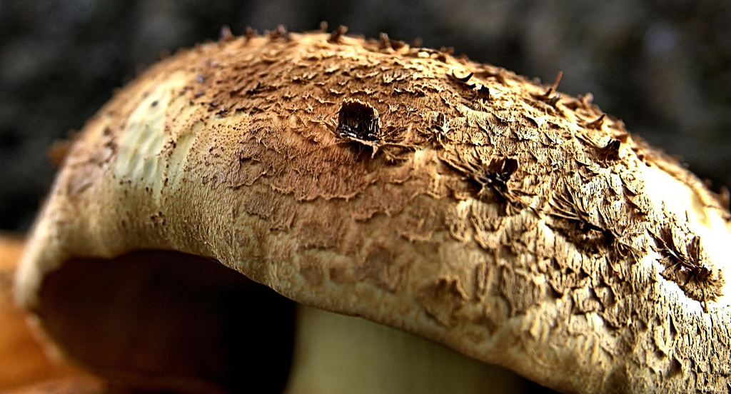 A Touch Of Fungal Texture! 1