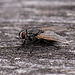 20110519 3103RMw [D~MI] Insekt, Großes Torfmoor, Hille