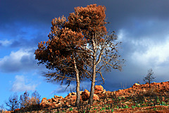 Bon dimanche paisible et salutaire.