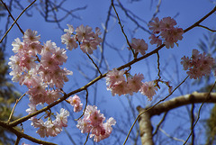 Cerisier japonais.(Parc oriental de Maulévrier).