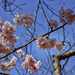 Cerisier japonais.(Parc oriental de Maulévrier).