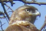 Hawk Closeup