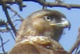 Hawk Closeup