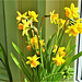 Miniature daffodils on my window sill