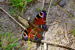 Tagpfauenauge am Waldboden