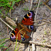 Tagpfauenauge am Waldboden