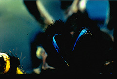 Jaws of tarantula-Poecylothera Regalis  1,5 cm