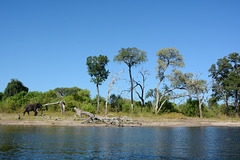 Botswana, Elephant on the Right Bank of the Chobe River