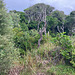 Dune Vegetation 0551