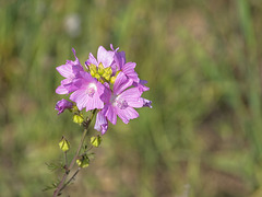 Musk Mallow