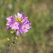 Musk Mallow