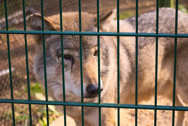 Der Wolf im Białowieża-Urwald