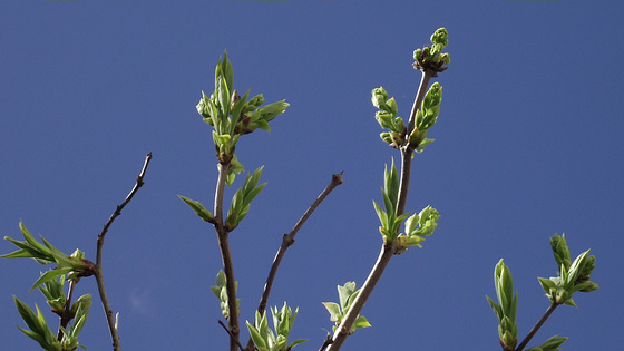 The lovely sight of buds sprouting