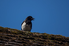 Magpie (Juvenile)