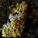 The Little World Of Moss And Lichen