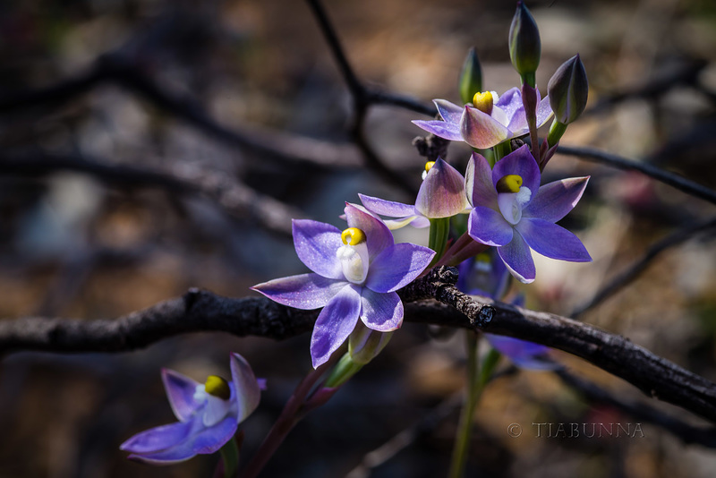 Scented Sun Orchids #1