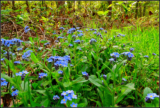 Myosotis