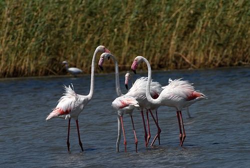 Fenicotteri in Sardegna.