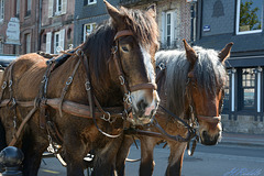 Draft horses seen in Honfleur.