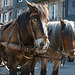 Draft horses seen in Honfleur.