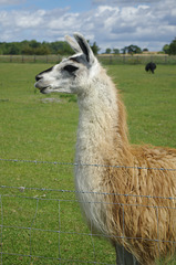 Llama in Yorkshire