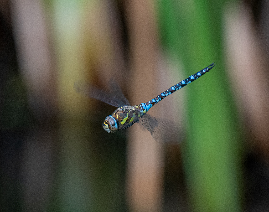 Migrant hawker in flight
