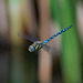 Migrant hawker in flight