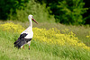 Storch