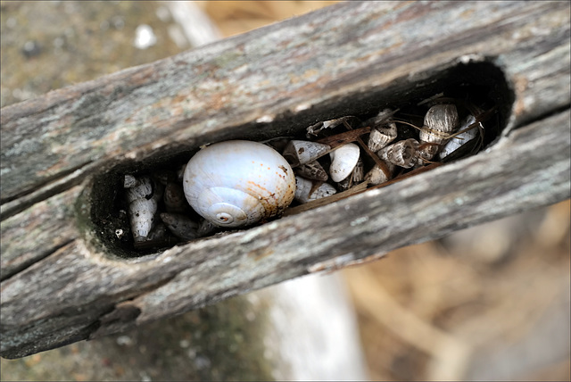 Penedos, Snails hiding on gate