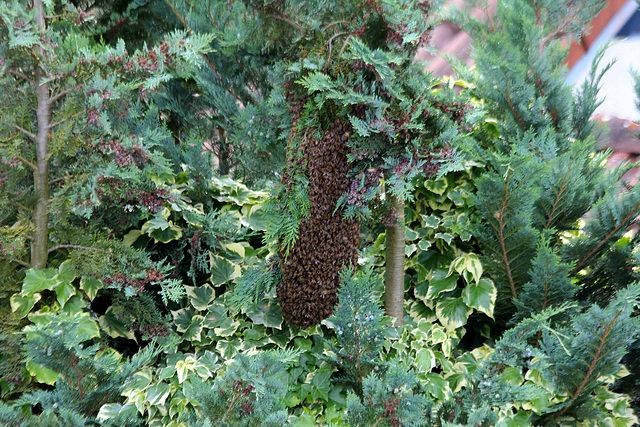 Ausgebüchst aus dem Bienenstock