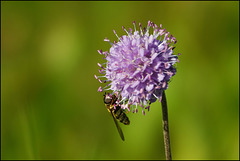 Schwebfliege wagt sich an Teufelsabbiss Schwebfliege wagt sich an Teufelsabbiss