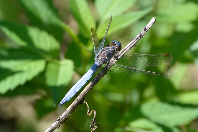 DSC 4534 Southern Skimmer m (Orthetrum brunneum)