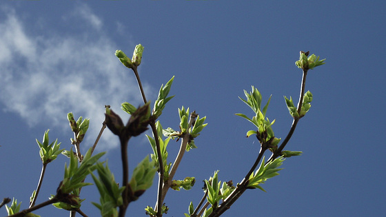 The lilac trees will soon be full of blossom