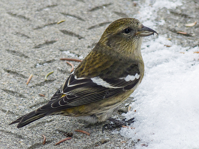 White-winged Crossbill