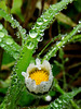 Drippy Daisy!!