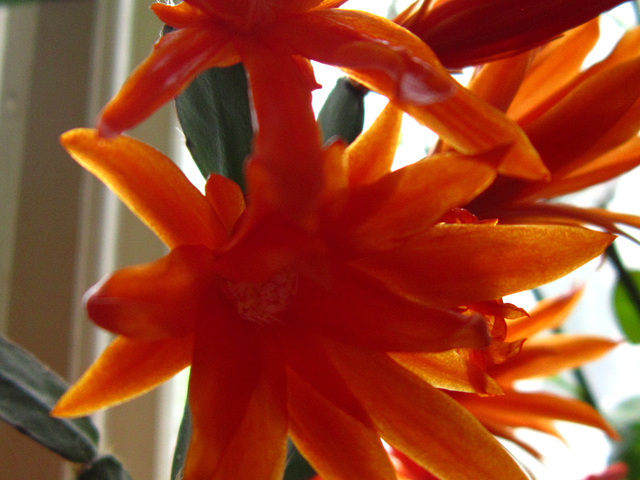 The orange cactus is amazing