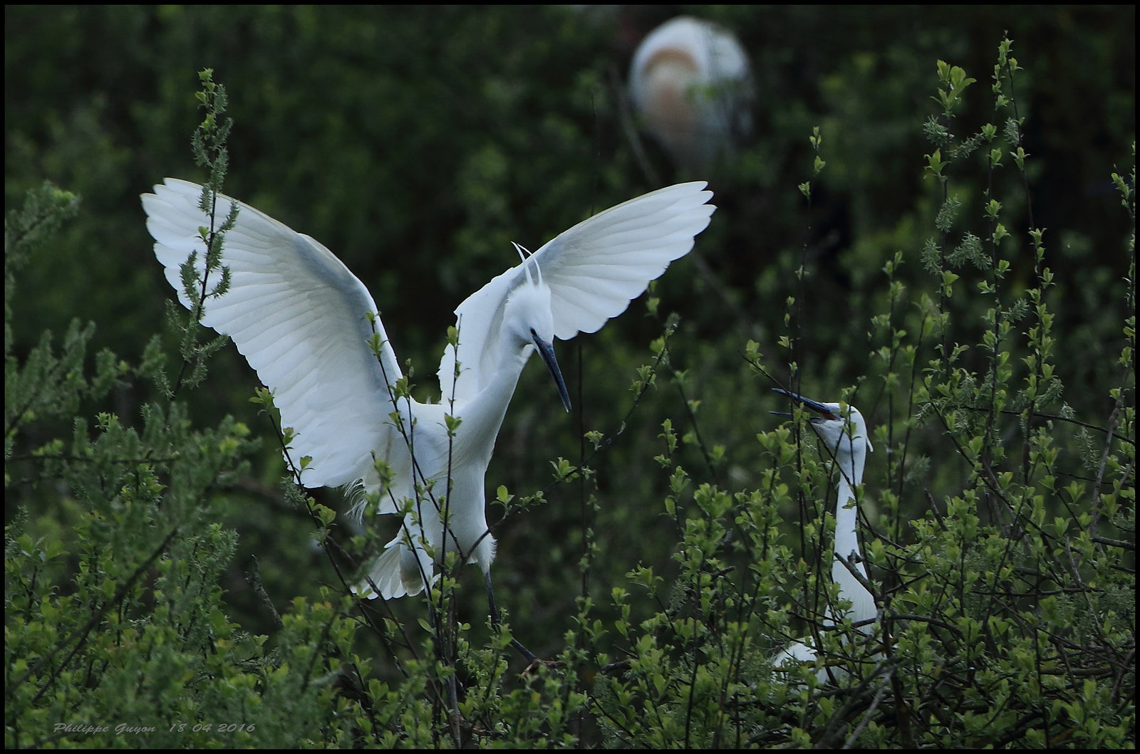 AIGRETTE GARZETTE