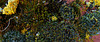 The Little World Of Moss And Lichen