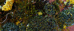 The Little World Of Moss And Lichen