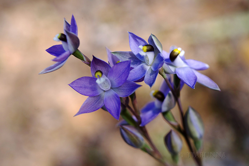 Scented Sun Orchids #2