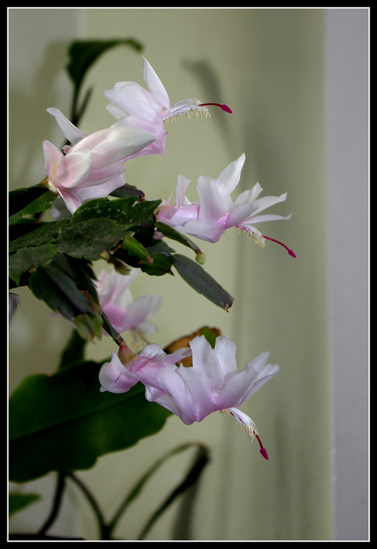 Schlumbergera blanc rosé